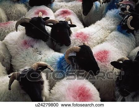 Sheep in a pen, Mannin Bay, Connemara, Co Galway, Ireland View Large Photo Image Stock Image - Sheep in a pen, Mannin Bay, Connemara, Co Galway, Ireland. Fotosearch