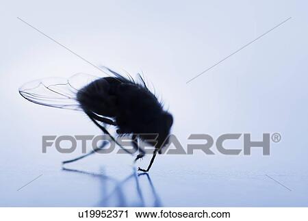 Stock Image - Silhouette of a fly. Fotosearch