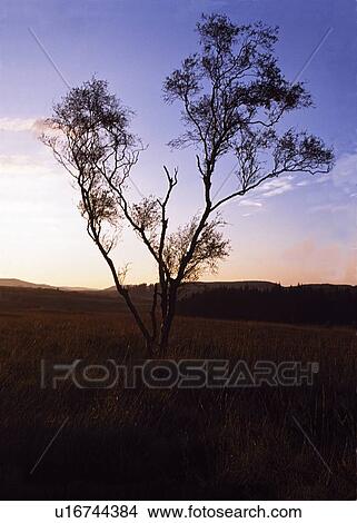 Silhouette of a tree View Large Photo Image Picture - Silhouette of a tree. Fotosearch