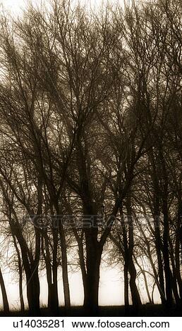 Stock Image - Silhouette of trees. Fotosearch