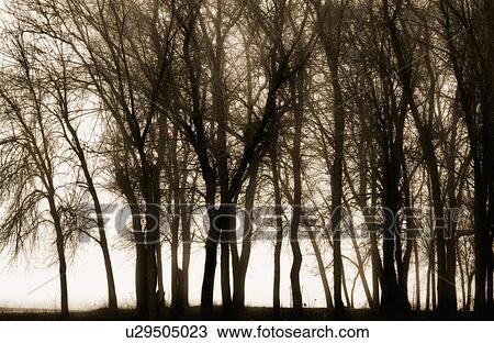 Stock Image - Silhouetted trees. Fotosearch
