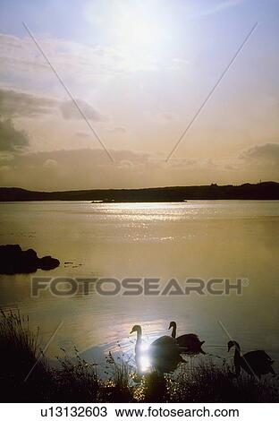 Swans, near Schull, Co Cork, Ireland View Large Photo Image Stock Image - Swans, near Schull, Co Cork, Ireland. Fotosearch