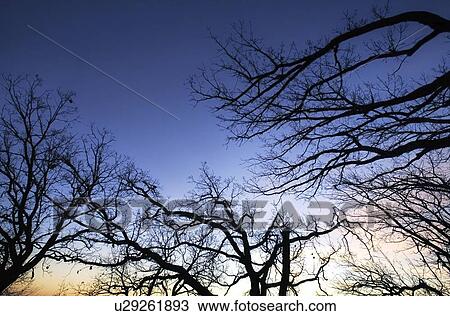 Tree branches View Large Photo Image Stock Image - Tree branches. Fotosearch
