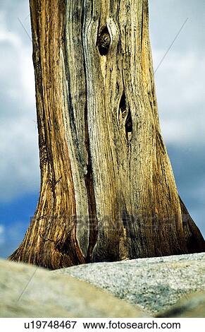 Tree trunk View Large Photo Image Stock Photo - Tree trunk. Fotosearch