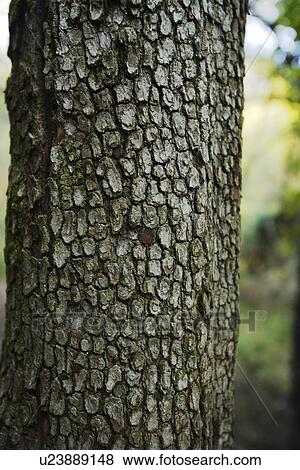Tree trunk View Large Photo Image Stock Photo - Tree trunk. Fotosearch