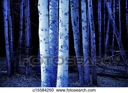 Tree trunks View Large Photo Image Stock Image - Tree trunks. Fotosearch
