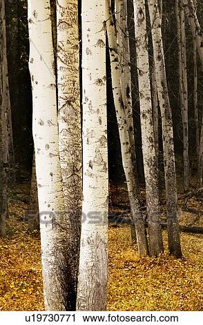 Tree trunks View Large Photo Image Stock Image - Tree trunks. Fotosearch