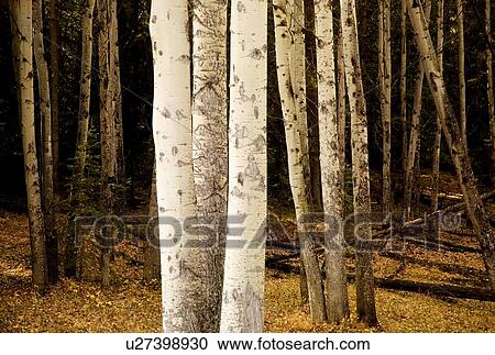 Tree trunks View Large Photo Image Stock Image - Tree trunks. Fotosearch