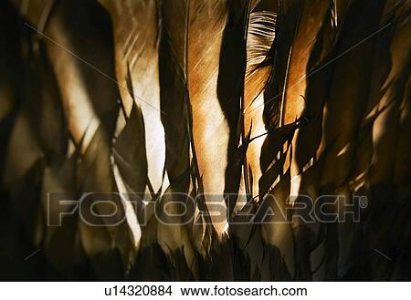 Turkey feathers View Large Photo Image Picture - Turkey feathers. Fotosearch