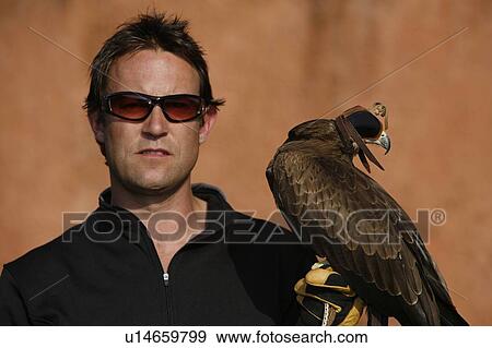 A Black Kite bird (Milvus migrans) and a falconer View Large Photo Image Stock Photo - A Black Kite bird (Milvus migrans) and a falconer. Fotosearch
