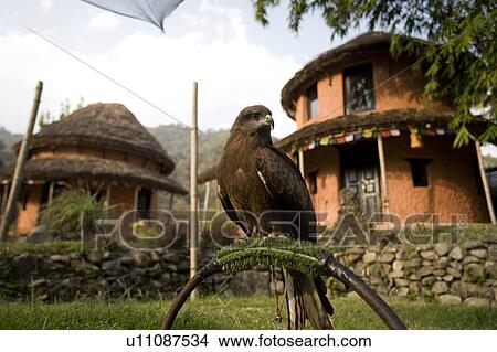 Picture - A black kite (Milvus migrans) used for falconry and parahawking in Pokhara, Nepal, Asia. Fotosearch