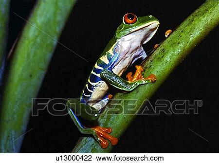 Stock Image - A brilliantly colored red-eyed tree frog (Agalychnis callidryas). Fotosearch