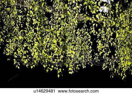 A Cascade Of Leaves View Large Photo Image Stock Image - A Cascade Of Leaves. Fotosearch