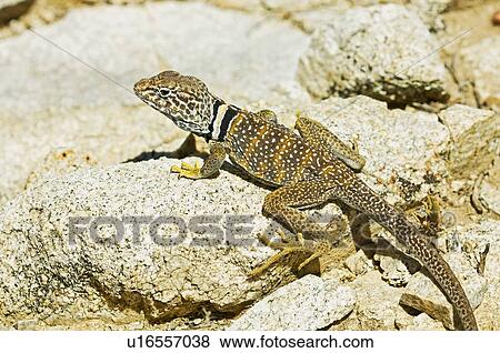 A Great Basin collared lizard (Crotaphytus bicinctores) View Large Photo Image Stock Photo - A Great Basin collared lizard (Crotaphytus bicinctores). Fotosearch
