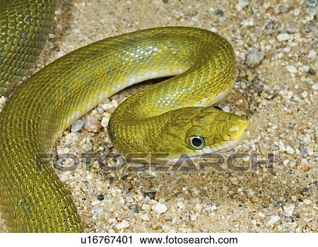 A green rat snake (Elaphe prasina) View Large Photo Image Stock Image - A green rat snake (Elaphe prasina). Fotosearch