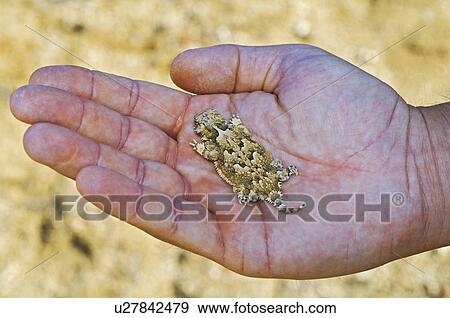 A juvenile southern desert horned lizard View Large Photo Image Stock Photo - A juvenile southern desert horned lizard . Fotosearch