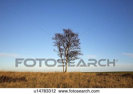 Stock Image - A Lone Tree. Fotosearch