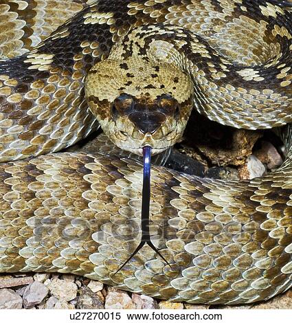 A northern black-tailed rattlesnake View Large Photo Image Stock Photography - A northern black-tailed rattlesnake. Fotosearch