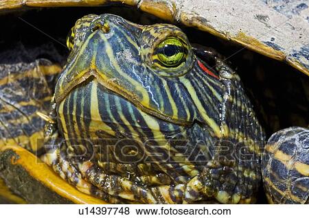 A red-eared slider turtle View Large Photo Image Stock Photo - A red-eared slider turtle . Fotosearch
