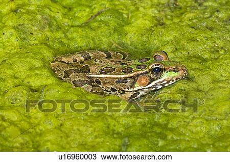 Stock Image - A Rio Grande leopard frog sitting on a bed of algae . Fotosearch