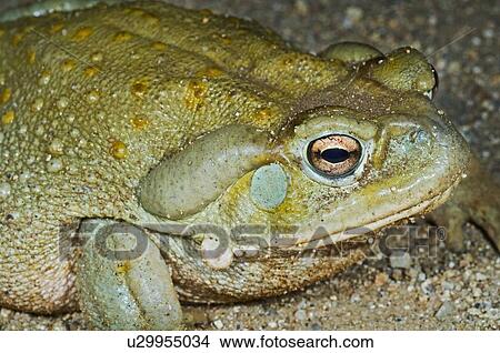 A Sonoran desert toad (Bufo alvarius) View Large Photo Image Picture - A Sonoran desert toad (Bufo alvarius). Fotosearch