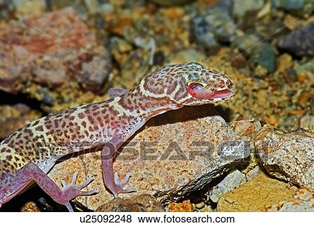 Stock Photo - A Texas banded gecko (coleonyx brevis) cleaning its eye . Fotosearch