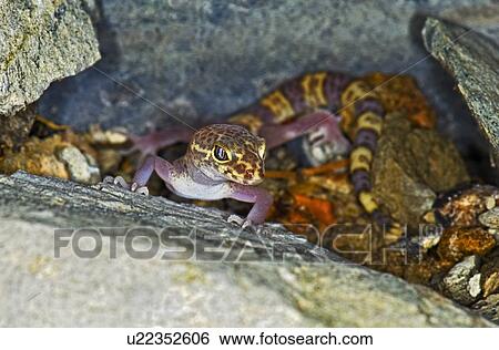 A Texas banded gecko View Large Photo Image Stock Photograph - A Texas banded gecko. Fotosearch
