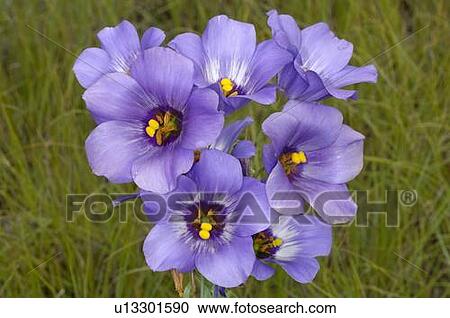 Stock Image - A Texas bluebell flower in bloom . Fotosearch