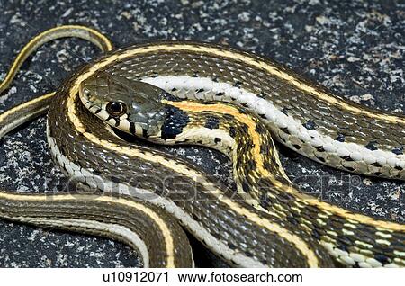 A western black-necked garter snake (Thamnophis cyrtopsis) View Large Photo Image Stock Image - A western black-necked garter snake (Thamnophis cyrtopsis). Fotosearch