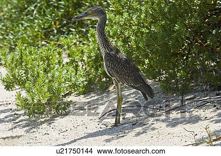 Picture - A yellow crowned night heron. Fotosearch