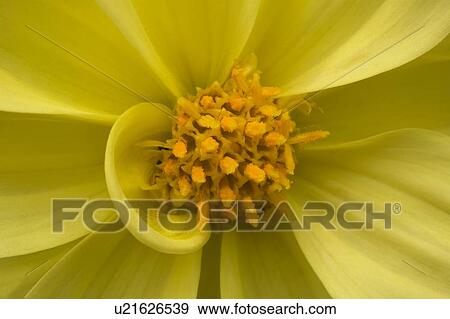 Stock Photo - A Yellow Flower. Fotosearch