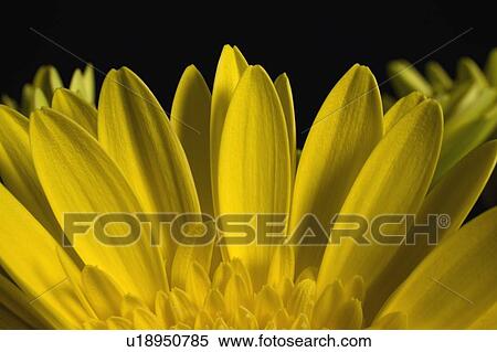 Stock Photography - A Yellow Gerbera. Fotosearch