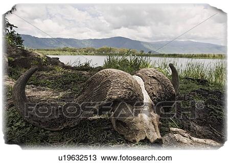 African Cape Buffalo skull, Ngorongoro Crater, Tanzania, Africa View Large Photo Image Stock Image - African Cape Buffalo skull, Ngorongoro Crater, Tanzania, Africa . Fotosearch
