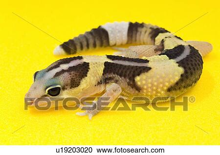 African Fat-Tailed Gecko View Large Photo Image Stock Image - African Fat-Tailed Gecko. Fotosearch