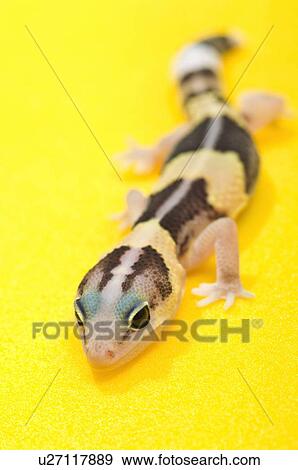 Stock Photo - African Fat-Tailed Gecko. Fotosearch