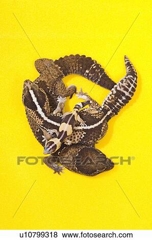 African Fat-Tailed Geckos View Large Photo Image Stock Photo - African Fat-Tailed Geckos. Fotosearch