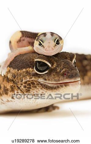 African Fat-Tailed Geckos View Large Photo Image Stock Photo - African Fat-Tailed Geckos. Fotosearch