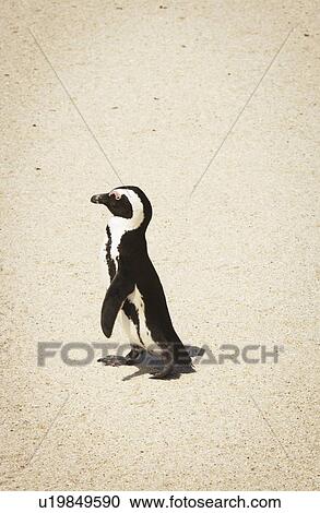 African Penguin at Boulders Beach, South Africa View Large Photo Image Stock Image - African Penguin at Boulders Beach, South Africa. Fotosearch