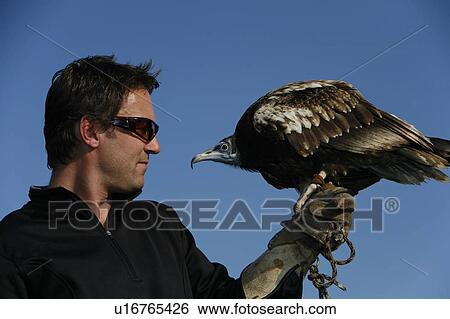 An Egyptian vulture (Neophron percnopterus) and a falconer View Large Photo Image Stock Photograph - An Egyptian vulture (Neophron percnopterus) and a falconer. Fotosearch