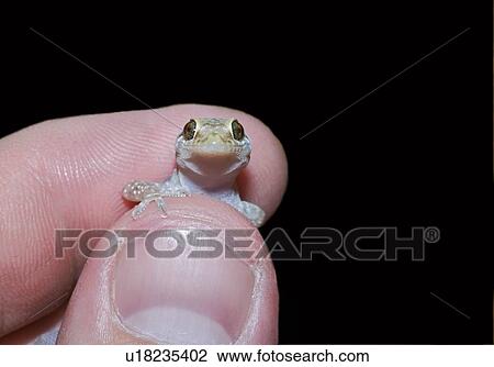 Stock Image - An introduced mediterranean gecko being held . Fotosearch