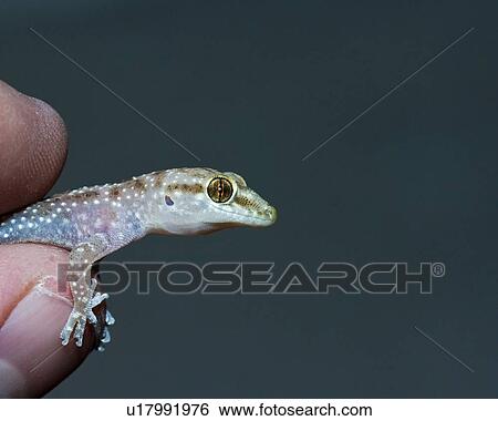 Stock Photograph - An introduced mediterranean gecko being held . Fotosearch