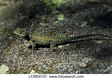 An iridescent juvenile mountain spiny lizard View Large Photo Image Stock Image - An iridescent juvenile mountain spiny lizard. Fotosearch