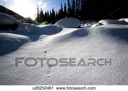 Animal tracks in the snow View Large Photo Image Stock Image - Animal tracks in the snow. Fotosearch