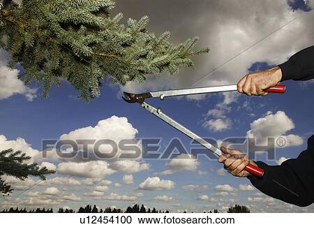 Arborist clipping pine tree View Large Photo Image Stock Image - Arborist clipping pine tree. Fotosearch