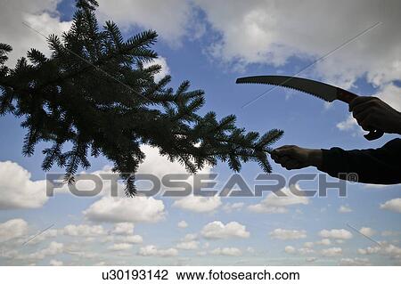 Arborist pruning a tree branch View Large Photo Image Stock Image - Arborist pruning a tree branch. Fotosearch