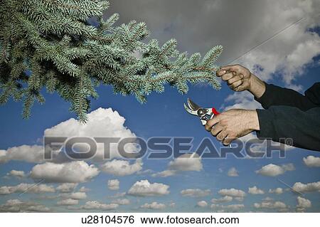 Arborist pruning a tree branch View Large Photo Image Stock Photograph - Arborist pruning a tree branch. Fotosearch
