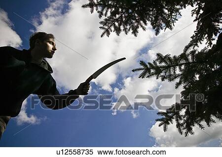 Stock Photography - Arborist pruning a tree. Fotosearch