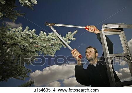 Picture - Arborist pruning branches. Fotosearch