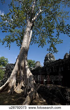 At tree at a temple in the ancient city of Angkor Wat, Northwestern Cambodia View Large Photo Image Stock Image - At tree at a temple in the ancient city of Angkor Wat, Northwestern Cambodia. Fotosearch