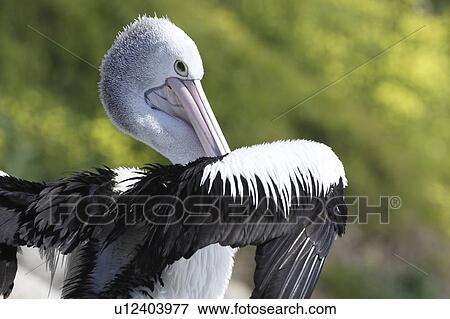 Australian Pelican adult preening, Pelecanus conspicillatus, Kangaroo Island, Australia View Large Photo Image Stock Photo - Australian Pelican adult preening, Pelecanus conspicillatus, Kangaroo Island, Australia . Fotosearch